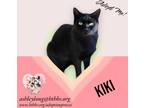 Adopt Kiki a Domestic Shorthair / Mixed (short coat) cat in Nashville