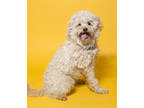 Adopt Lil Jake a White Bichon Frise / Mixed Breed (Medium) / Mixed (short coat)