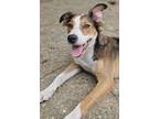 Adopt Hooligan a Tan/Yellow/Fawn - with White Australian Shepherd / Border