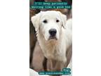 Adopt Hugo a Tricolor (Tan/Brown & Black & White) Retriever (Unknown Type) /
