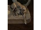 Adopt Turbeau a Tan/Yellow/Fawn American Pit Bull Terrier / Mixed dog in Winston