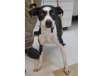 Adopt Gypsy a Black Shepherd (Unknown Type) / Australian Cattle Dog dog in Los