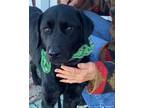 Adopt Lovely Nick a Black Labrador Retriever / Border Collie / Mixed dog in