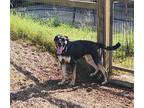 Adopt Zoey a Black - with Gray or Silver German Shepherd Dog dog in Lexington
