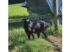 Adopt Darby a Black Labrador Retriever dog in Lexington, TN (40604235)