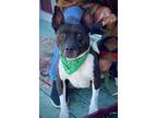 Adopt Sweet Willow a Black - with White Bull Terrier / Basenji / Mixed dog in