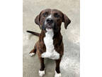 Adopt Hamilton a Brindle American Pit Bull Terrier / Hound (Unknown Type) /
