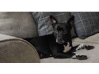 Adopt Willow a Black - with White Boston Terrier dog in Greensboro