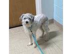 Adopt Gio a White Poodle (Miniature) / Terrier (Unknown Type