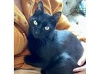 Adopt Jack #Black-Jack a All Black Bombay / Mixed (short coat) cat in Houston