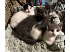 Adopt New Years Litter a Gray or Blue Russian Blue (short coat) cat in Sanford