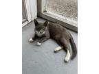 Adopt Indigo a Domestic Shorthair / Mixed (short coat) cat in Darien