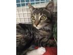 Adopt Tori a Gray, Blue or Silver Tabby Domestic Shorthair / Mixed (short coat)