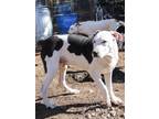 Adopt Dumont a Black - with White Cattle Dog / Catahoula Leopard Dog / Mixed dog