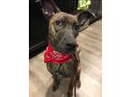 Adopt Radley a Brindle Pit Bull Terrier / Boxer / Mixed dog in Raytown
