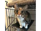 Adopt Maeve a Tortoiseshell Domestic Shorthair (short coat) cat in Leavenworth