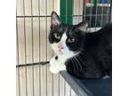 Adopt Banjo a Black & White or Tuxedo Domestic Shorthair (short coat) cat in