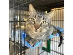 Adopt Soup a Brown Tabby Domestic Shorthair (medium coat) cat in Leavenworth