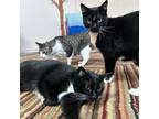 Adopt Ziggy & Panda a Black & White or Tuxedo Domestic Shorthair (short coat)