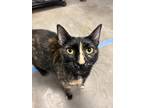Adopt Miss Hannigan a Tortoiseshell Domestic Shorthair (short coat) cat in