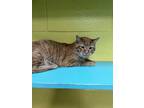 Adopt Tilly a Orange or Red Domestic Shorthair (short coat) cat in Pottsville