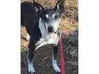 Adopt Millie Creek a Black - with Gray or Silver Australian Cattle Dog / Jack