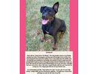 Adopt Jenny a Black - with Tan, Yellow or Fawn Rottweiler / Mixed dog in Waller