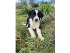 Adopt Sandwich a Black - with White Anatolian Shepherd / Great Pyrenees / Mixed