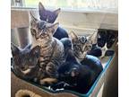 Adopt Kittens! a Black & White or Tuxedo Domestic Shorthair (short coat) cat in