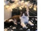 Adopt Moki a Brown Tabby Maine Coon (long coat) cat in Ypsilanti, MI (40624468)