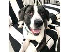 Adopt Annie Grace a Black - with White American Staffordshire Terrier / Mixed