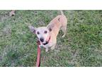 Adopt Yodi a Tan/Yellow/Fawn Dachshund / Terrier (Unknown Type