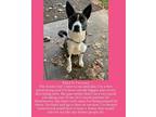 Adopt Lucy a Black - with White Akita / Mixed dog in Waller, TX (40624511)