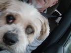 Adopt Oscar a White - with Tan, Yellow or Fawn Shih Tzu / Mixed dog in