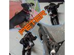 Adopt Peter a Black - with White Labrador Retriever / Border Collie / Mixed dog