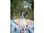Adopt Toby a Black - with White Jack Russell Terrier / Mixed dog in Riverview
