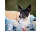 Adopt Dexter a Black - with White Jack Russell Terrier / Mixed dog in Riverview