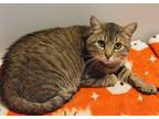 Adopt Legend a Brown Tabby Domestic Shorthair (short coat) cat in Lincoln