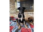 Adopt Cadence a Tricolor (Tan/Brown & Black & White) Australian Shepherd / Mixed