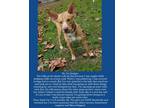 Adopt Dodger a Red/Golden/Orange/Chestnut - with White Catahoula Leopard Dog /