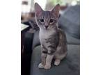 Adopt Sylvie a Gray, Blue or Silver Tabby Domestic Shorthair (short coat) cat in