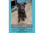 Adopt Lucas a Gray/Blue/Silver/Salt & Pepper Pit Bull Terrier / Mixed dog in