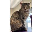 Adopt Sweet Pea a Brown Tabby Domestic Shorthair / Mixed Breed (Medium) / Mixed