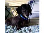 Adopt Buddy (Bonded with Pumpkin) a Black Miniature Dachshund / Mixed (short