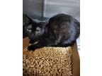 Adopt Thor *Barn Cat* a All Black Domestic Shorthair / Mixed Breed (Medium) /