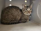 Adopt Luna *Barn Cat* a Brown Tabby Domestic Shorthair / Mixed Breed (Medium) /