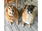 Adopt Malee + Tesla - RC PetSmart a Tan/Yellow/Fawn Golden Retriever / Shepherd