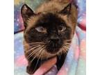 Adopt Simone - RC PetSmart a Brown or Chocolate Siamese (short coat) cat in