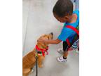 Adopt Danny Devito a Brown/Chocolate - with White Corgi / Terrier (Unknown Type