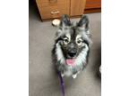 Adopt Rex a Gray/Silver/Salt & Pepper - with Black Keeshond / Siberian Husky /